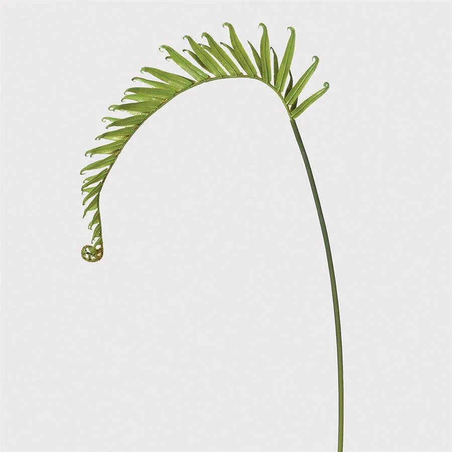 Green Dragon Fern
