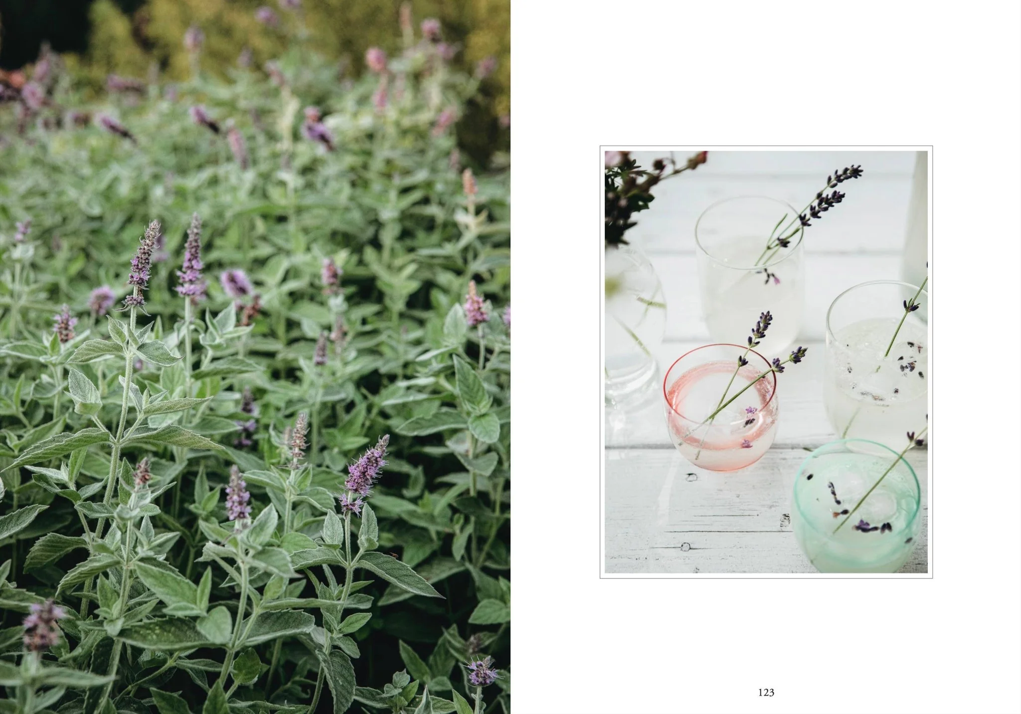 Living with Herbs - Image 10